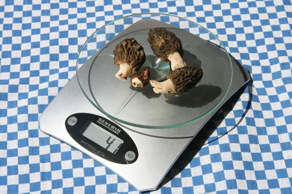 travaux-morilles-037